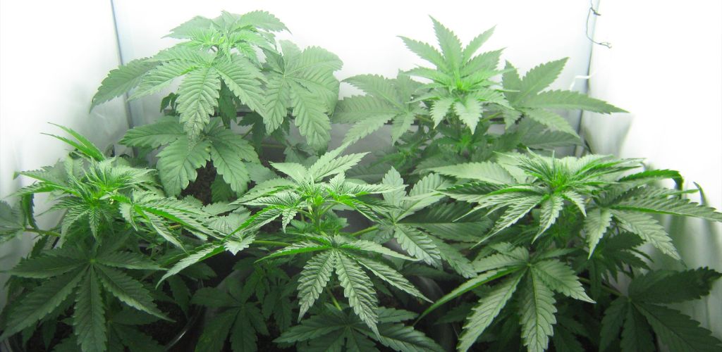 marihuana nie chce zakwitnąć