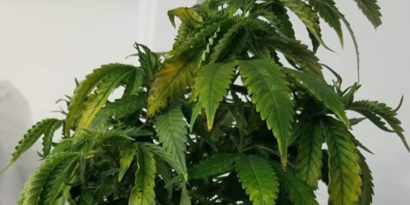 nadmiar boru w roślinach konopi