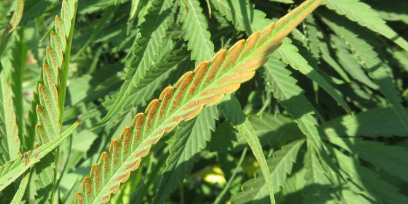 nadmiar boru w roślinie konopi