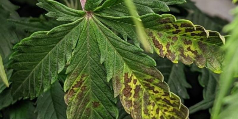 nadmiar boru marihuany