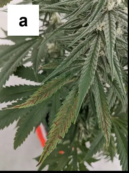 nadmiar wapnia w uprawie konopi