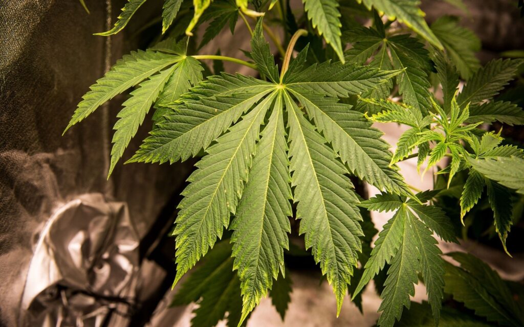 nadmiar wapnia w uprawie marihuany