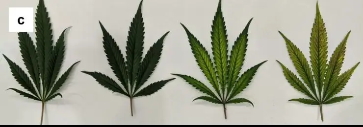 nadmiar wapnia w uprawie konopi