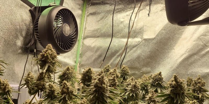 najczęstsze błędy w uprawie marihuany
