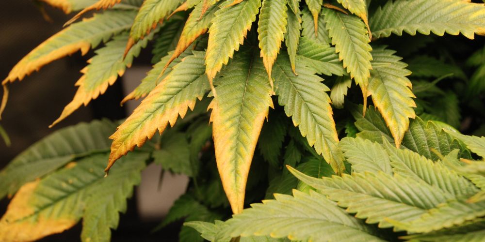 niedobór boru i nadmiar w uprawie marihuany