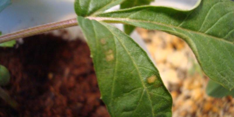 niedobór boru marihuany