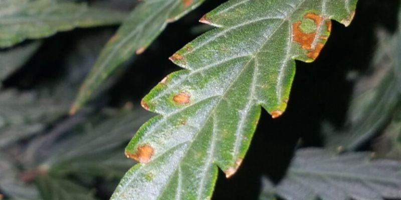 niedobór boru w uprawie konopi