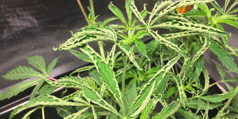 niedobór boru marihuany