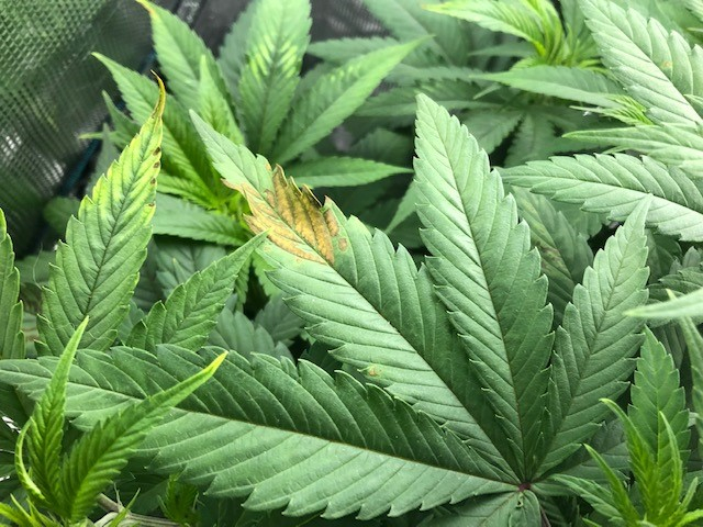 niedobór wapnia w uprawie konopi