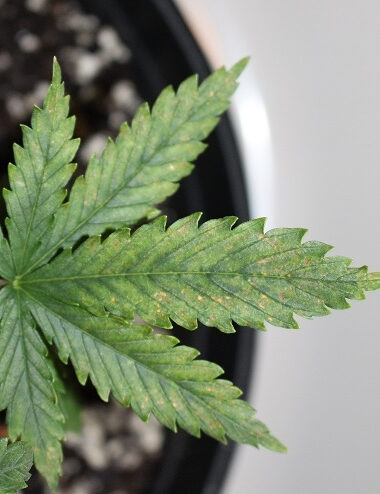 niedobór wapnia marihuany