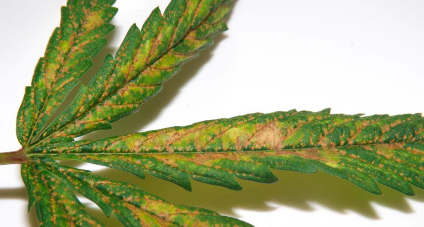 niedobór wapnia w uprawie marihuany