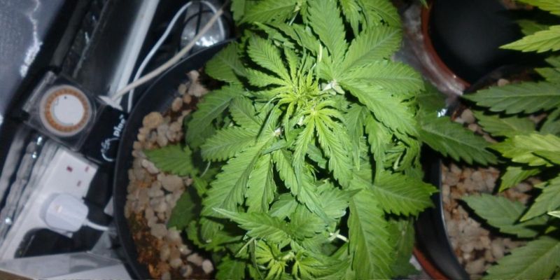 oklapnięte liście marihuany