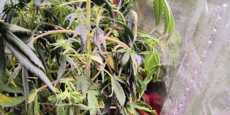 oklapnięte liście marihuany