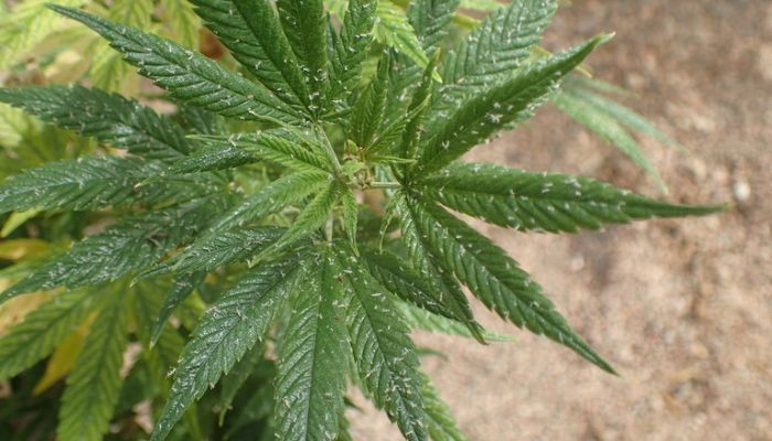 szkodniki na marihuanie robaki