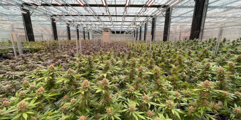 plantacja rekreacyjnej marihuany