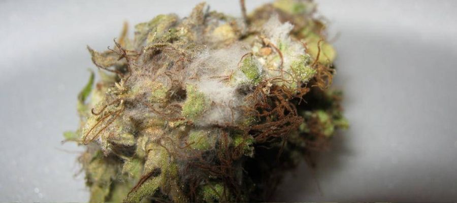 pleśń na topach marihuany