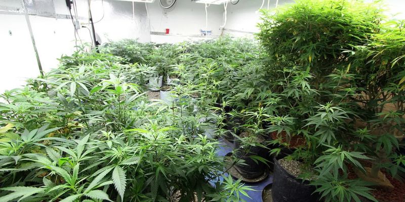 poradnik uprawy marihuany