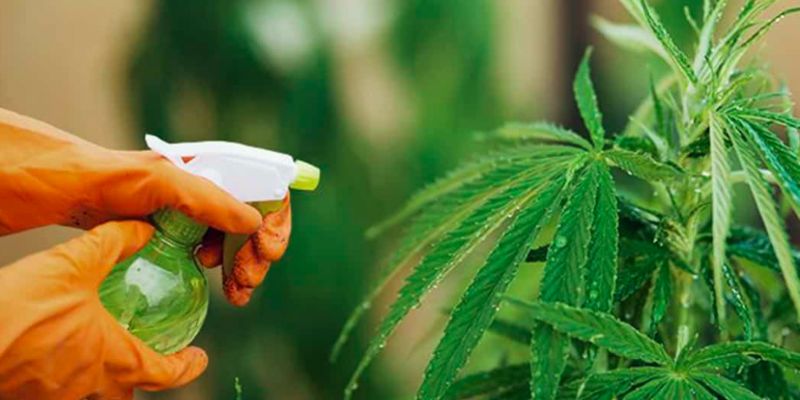 problemy w uprawie konopi