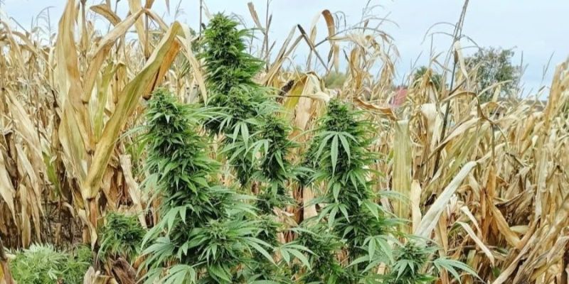 problemy w uprawie marihuany