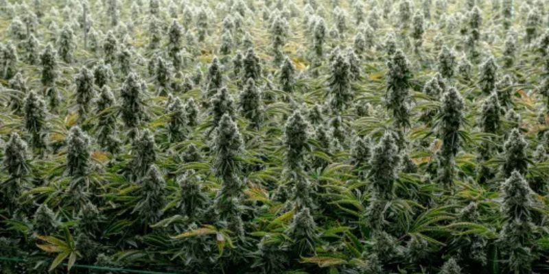 profesjonalna plantacja marihuany rekreacyjnej