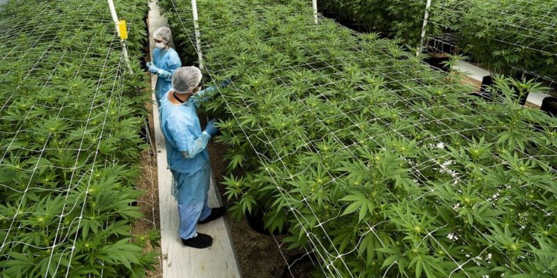 profesjonalne Plantacje marihuany medycznej