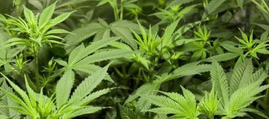 marihuana nie chce kwitnąć