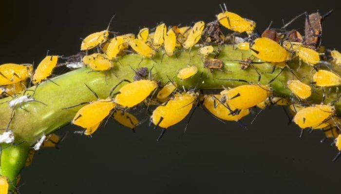 robactwo na roślinach marihuany