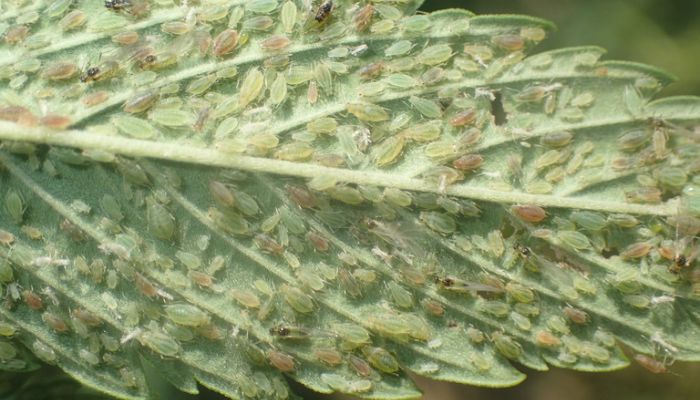 robaki w uprawie marihuany