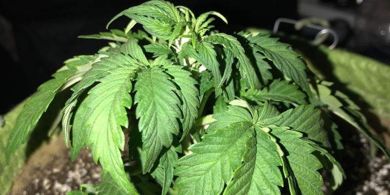 roślina marihuany z opadniętymi więdnącymi liśćmi