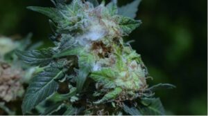 spleśniałe topy marihuany