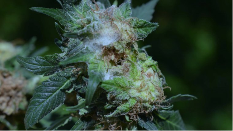 spleśniałe topy marihuany