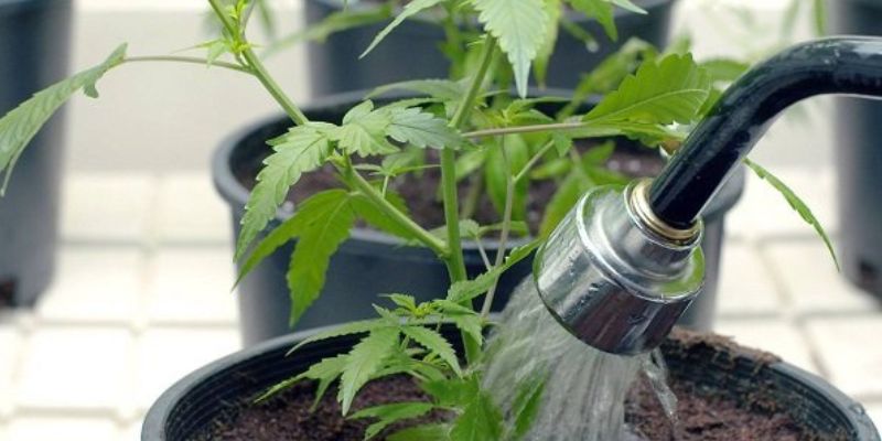 sposoby na zwiększenie plonów marihuany