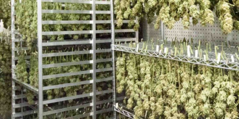 suszarka do topów marihuany