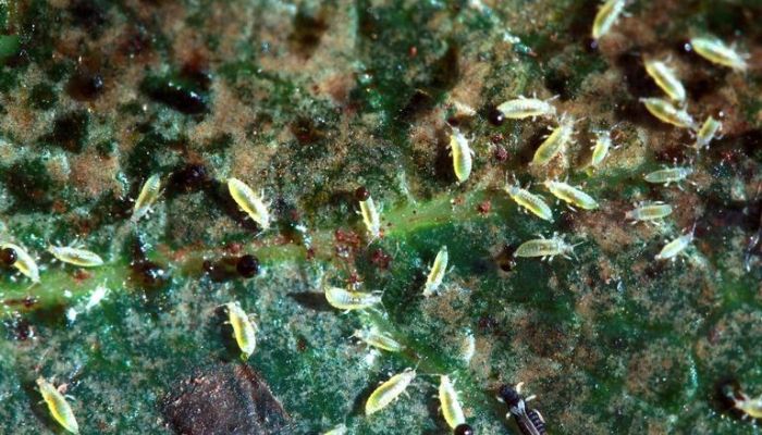 owady w uprawie marihuany