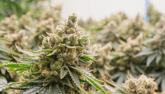 ukrycie zapachu marihuany suszonej