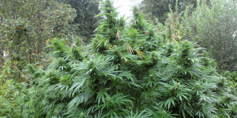 uprawa konopi na zewnątrz