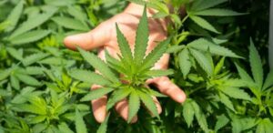 uprawa marihuany poradnik