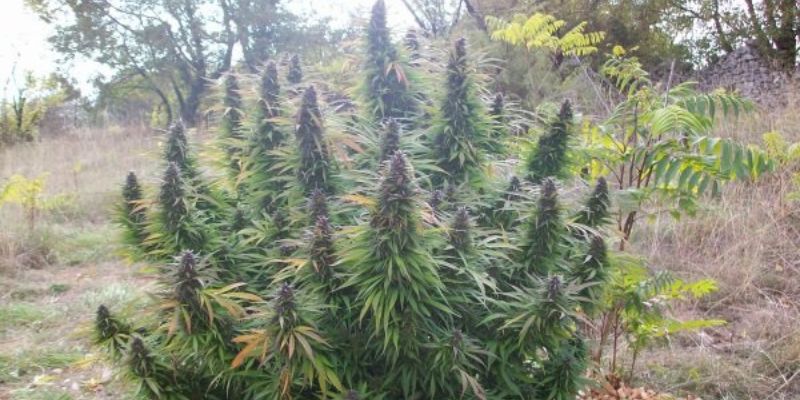 Uprawa marihuany na dworze