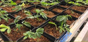 uprawa marihuany w kokosie