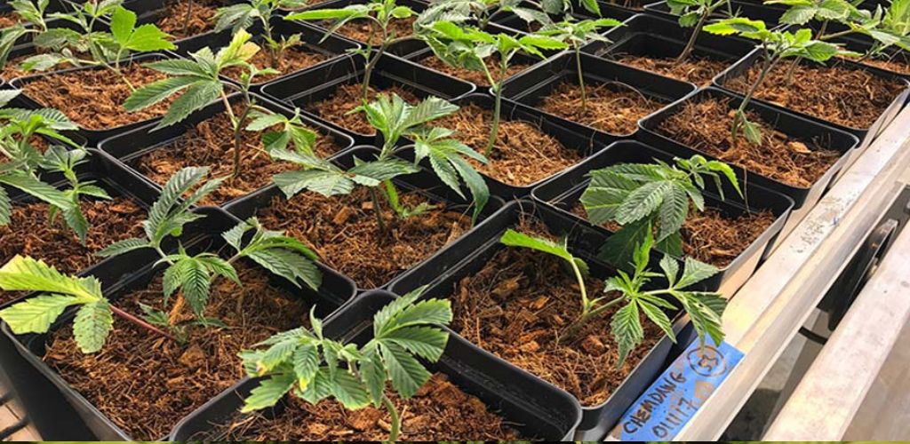 uprawa marihuany w kokosie