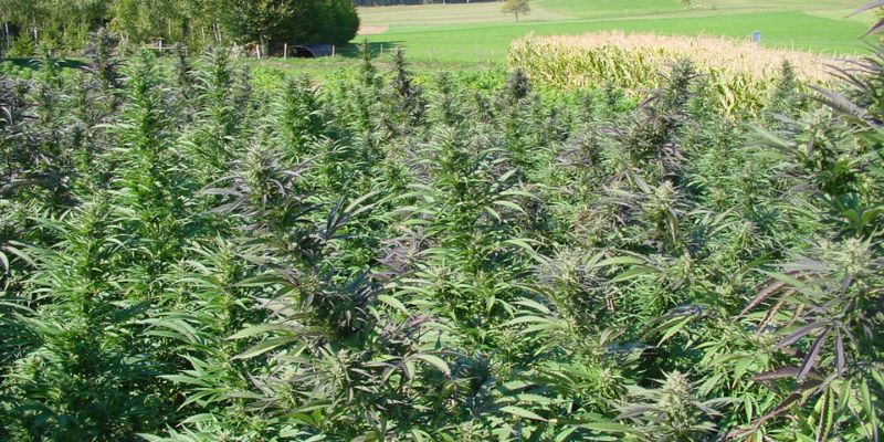 uprawa na zewnątrz marihuany