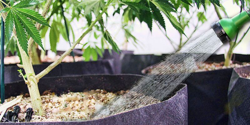 uprawa zioła przewodnik