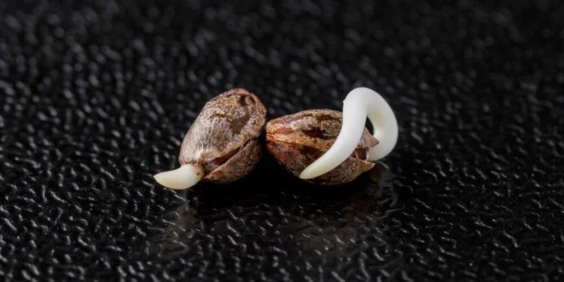 wybór nasion marihuany