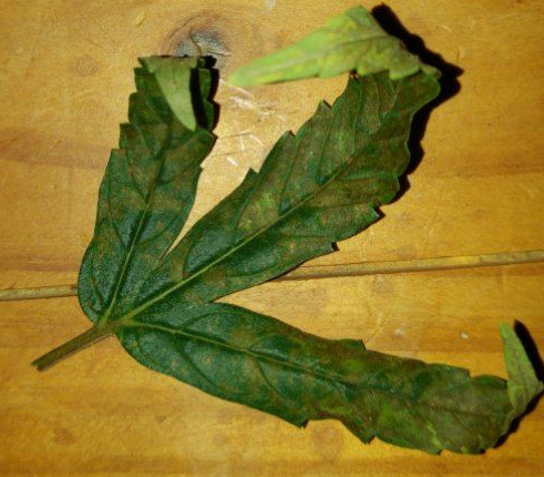 niedobór wapnia konopi