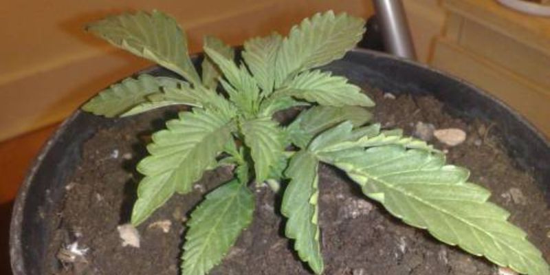 zwinięte liście rośliny marihuany