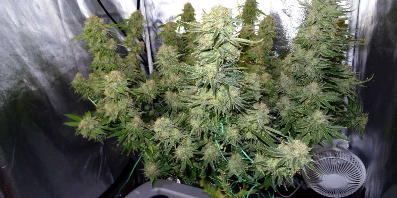 zwiększenie suszu plonów marihuany