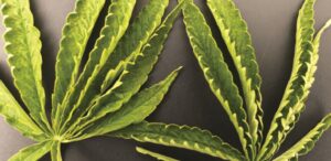 zwijające liście konopi