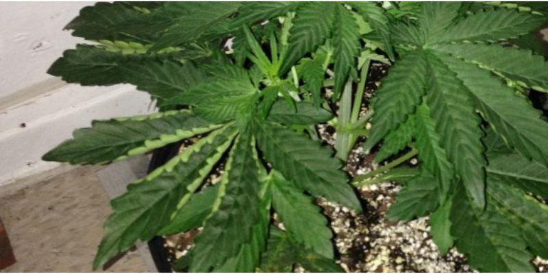 zwijające liście konopi