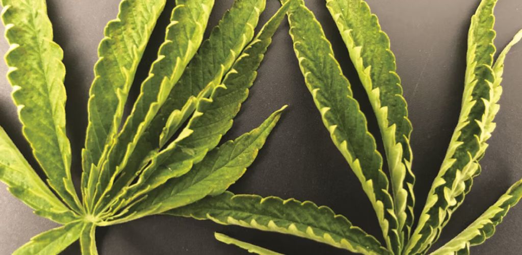 zwijające liście konopi