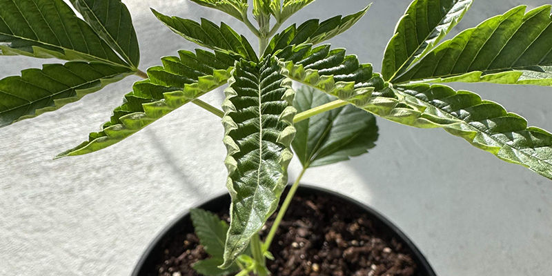 zwijające liście marihuany